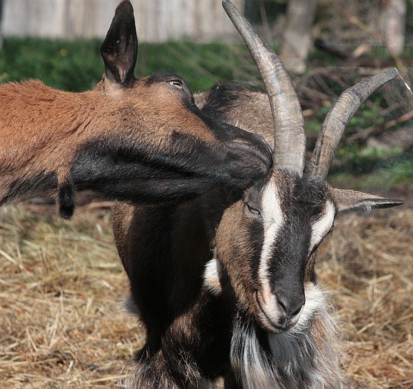 How Do Goats Show Affection to Humans? Goat Journal